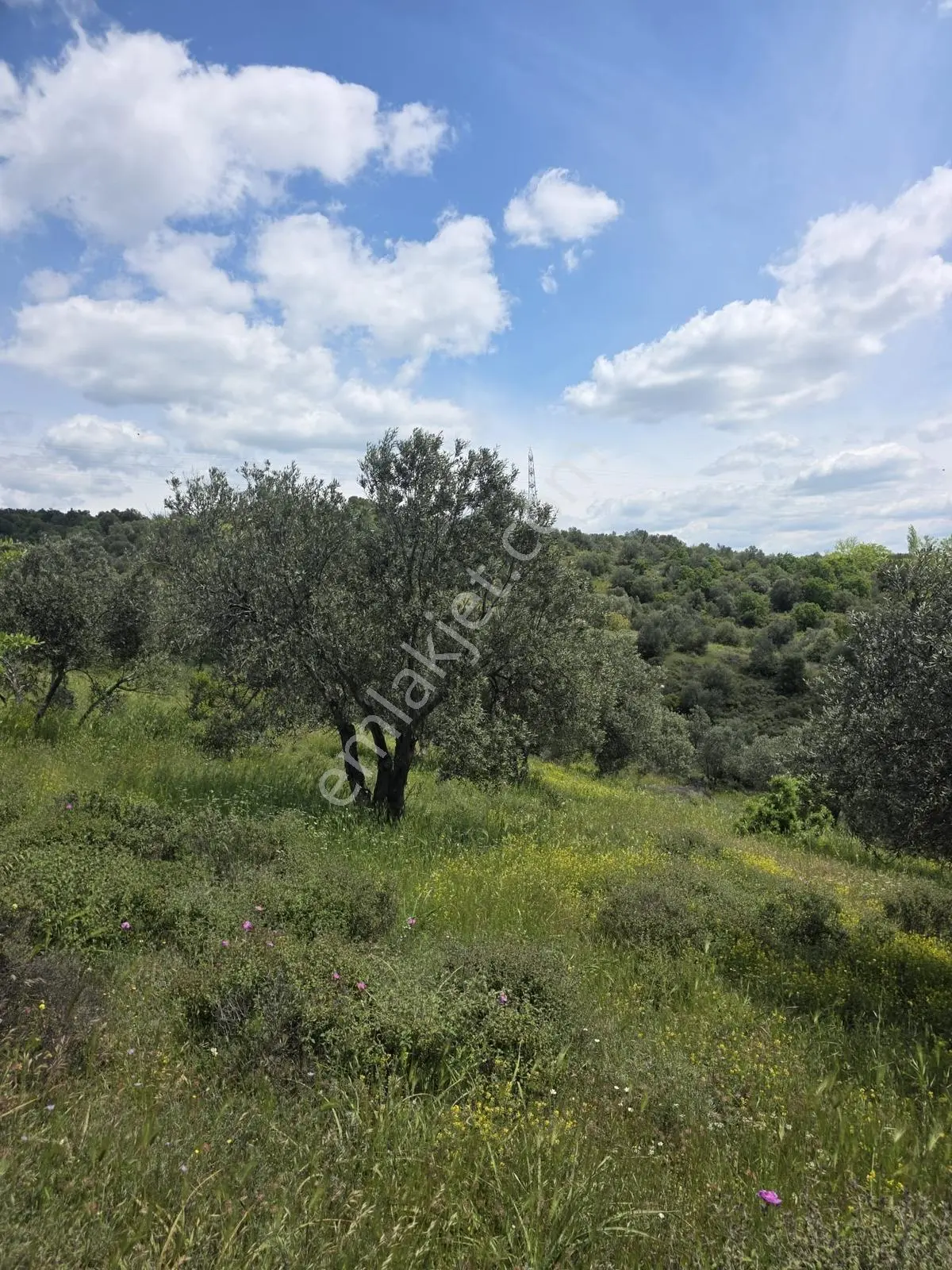Çanakkale Ezine Köprübaşı'nda 108 Dönüm Dev Zeytinlik - Görsel 22