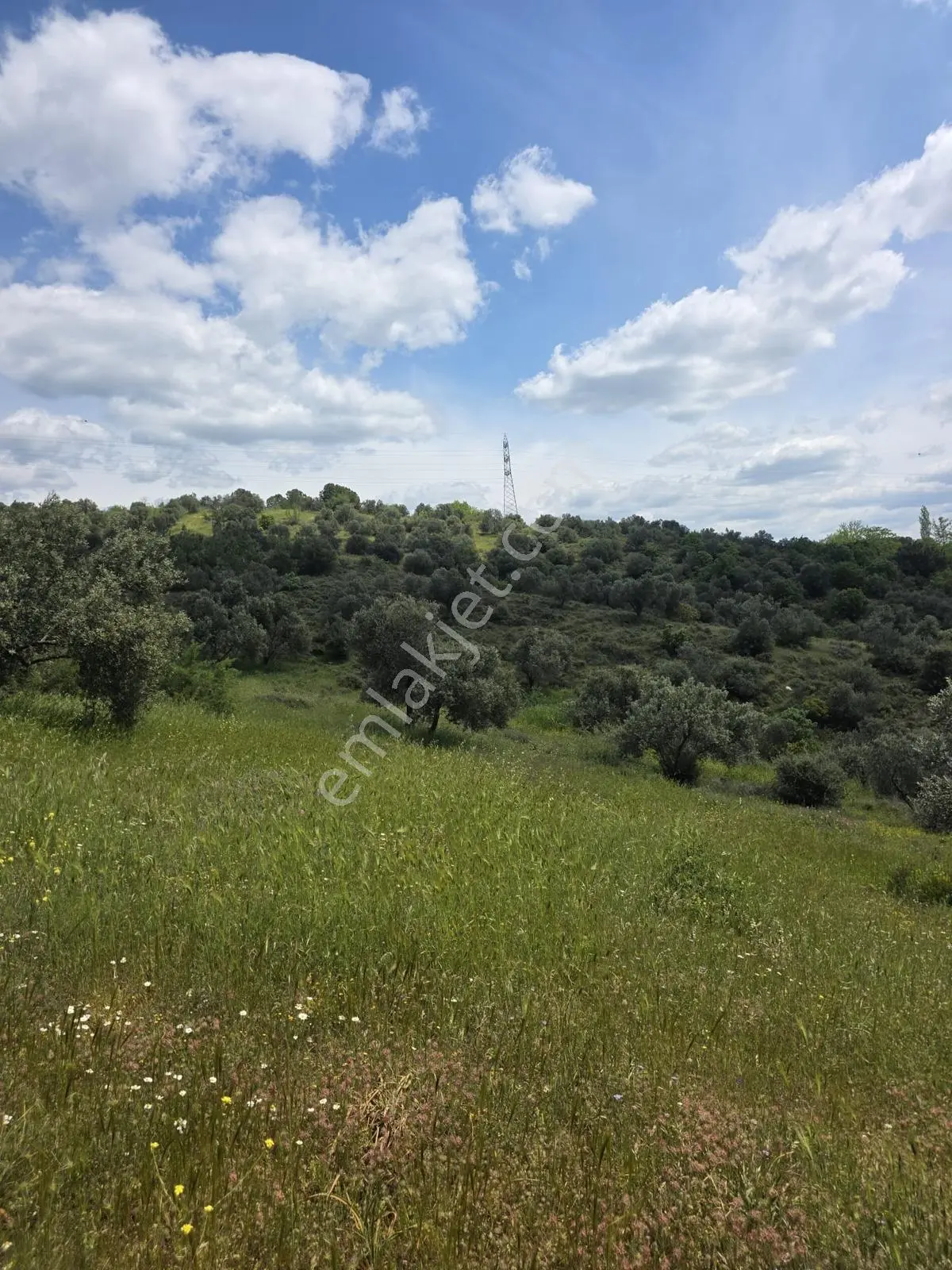 Çanakkale Ezine Köprübaşı'nda 108 Dönüm Dev Zeytinlik - Görsel 23