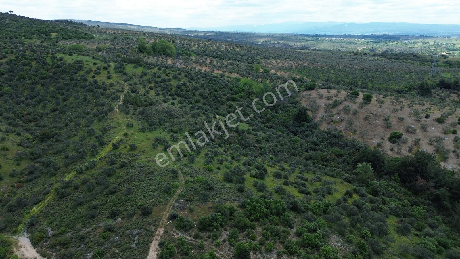 Çanakkale Ezine Köprübaşı'nda 108 Dönüm Dev Zeytinlik - Görsel 8