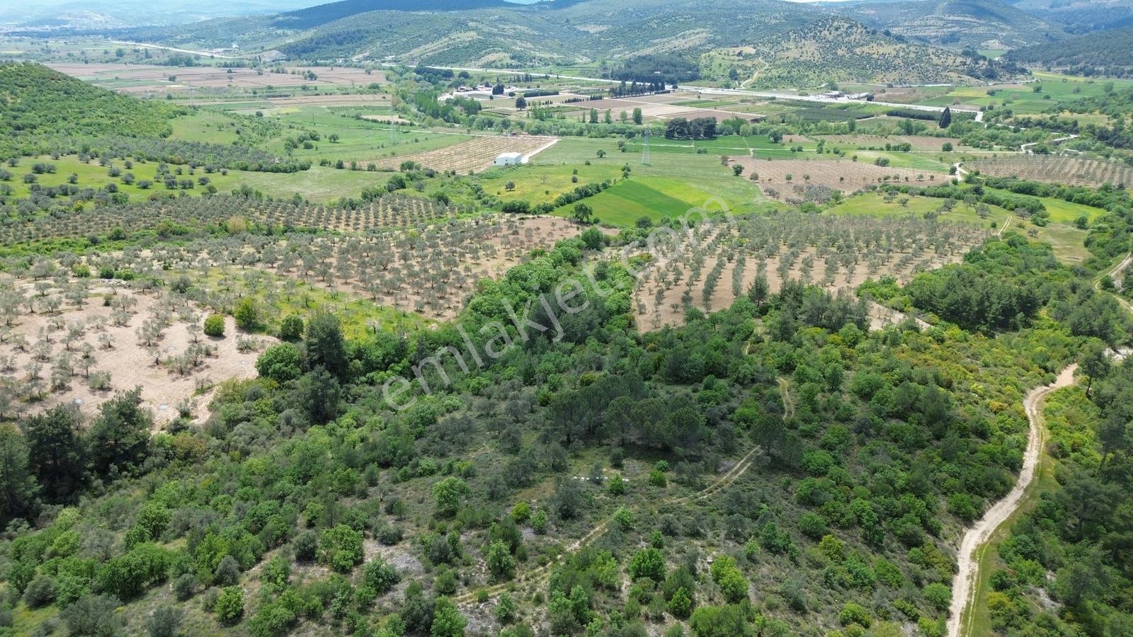 Çanakkale Ezine Köprübaşı'nda 108 Dönüm Dev Zeytinlik - Görsel 7