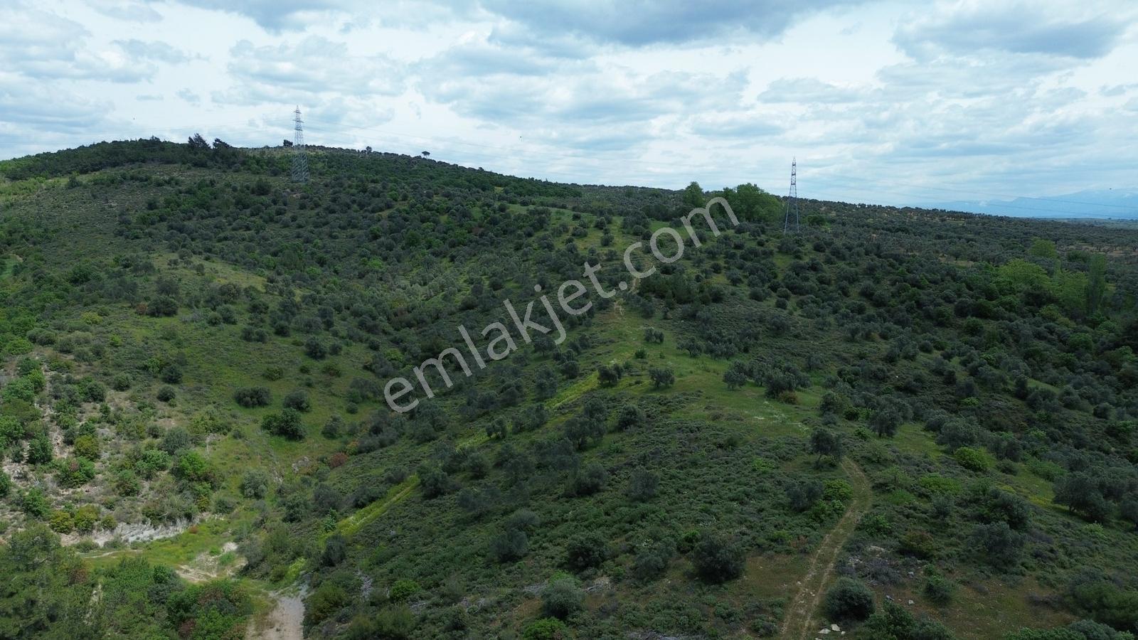 Çanakkale Ezine Köprübaşı'nda 108 Dönüm Dev Zeytinlik - Görsel 10