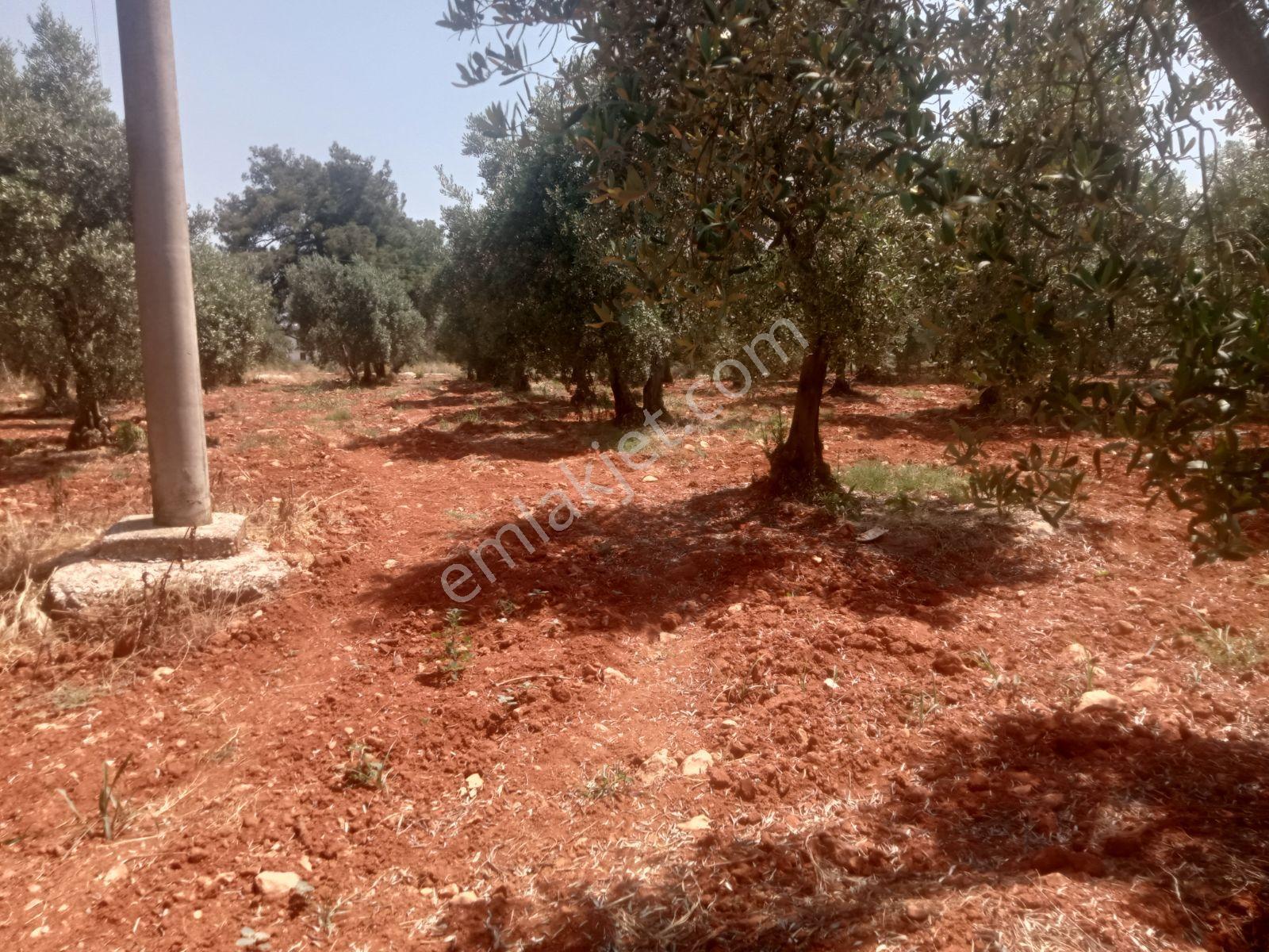 Falcon Dan Eşen De Fırsat 600m² İmarlı Arsa - Görsel 6