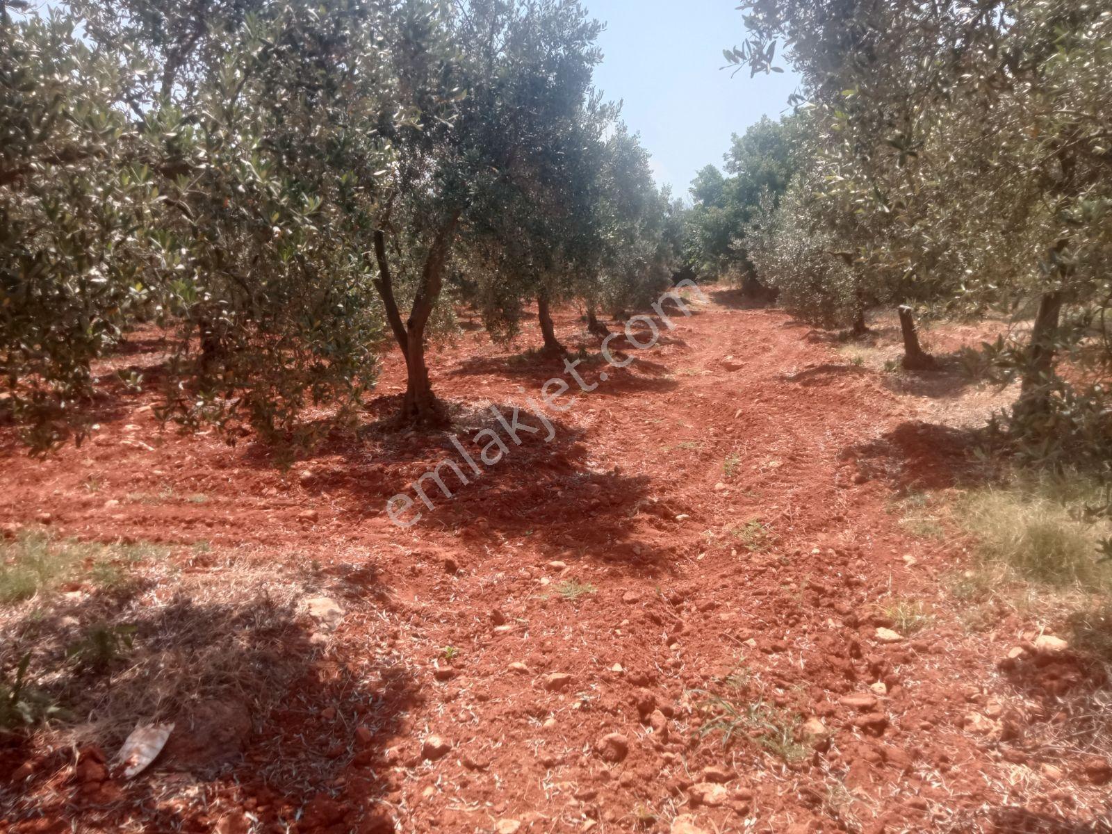 Falcon Dan Eşen De Fırsat 600m² İmarlı Arsa - Görsel 7
