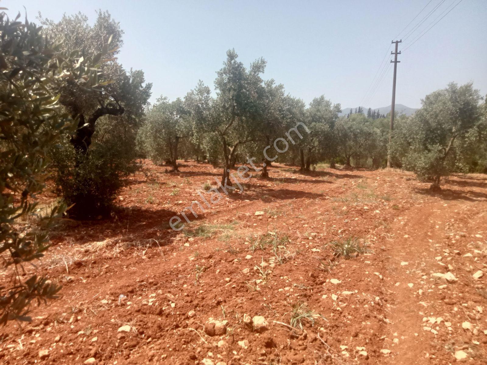Falcon Dan Eşen De Fırsat 600m² İmarlı Arsa - Görsel 4