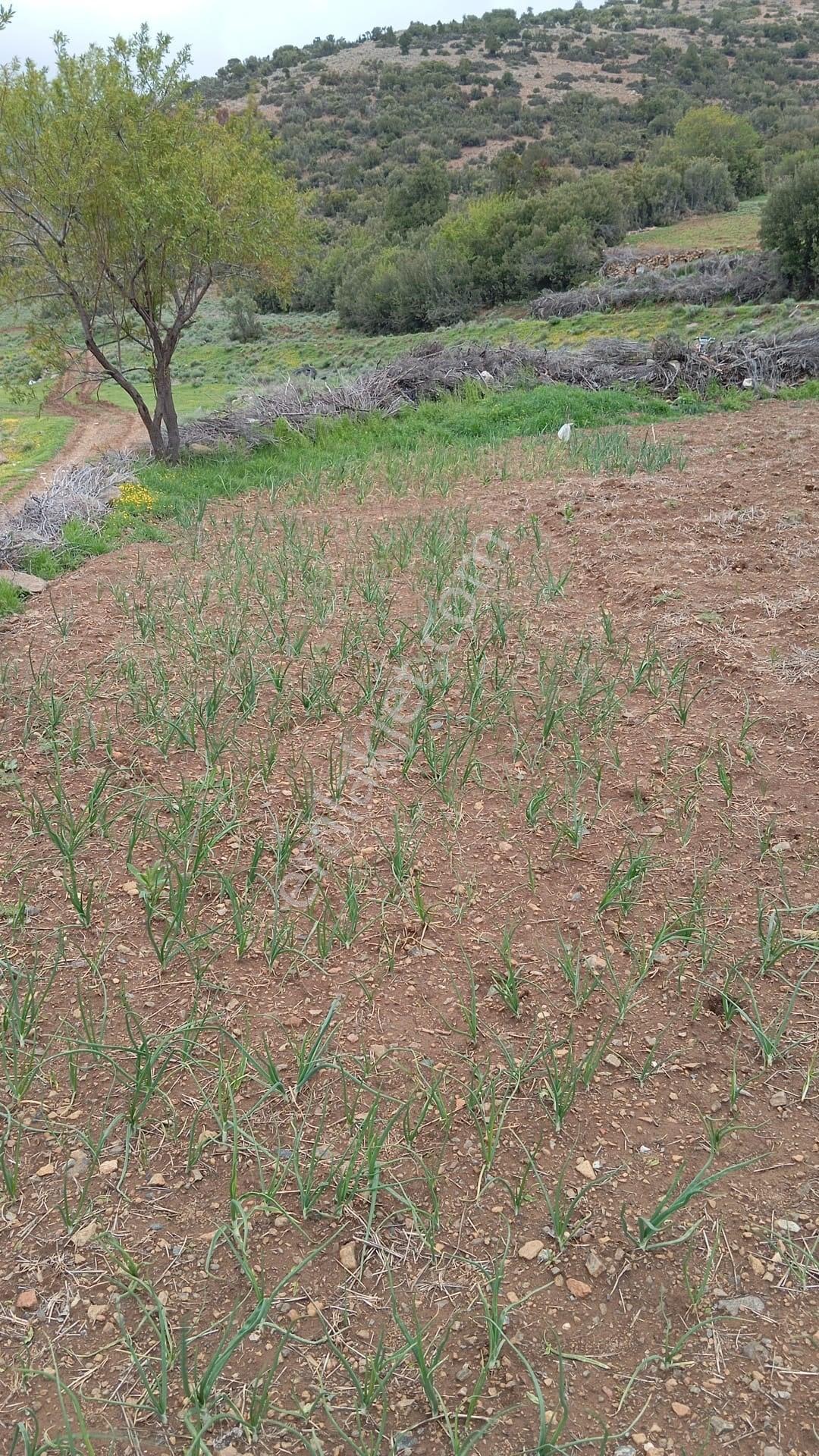 Burdur Yeşilova İğdir'de Yatırım Fırsatı! Tüm Altyapısı Hazır 500 M² Satılık Arsa - Görsel 2