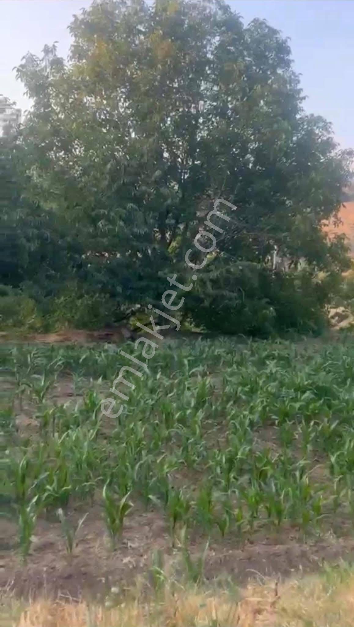 Aydın / Nazilli – Aşağıyakacık Mahallesi’nde Satılık İmarlı Arsa - Görsel 7