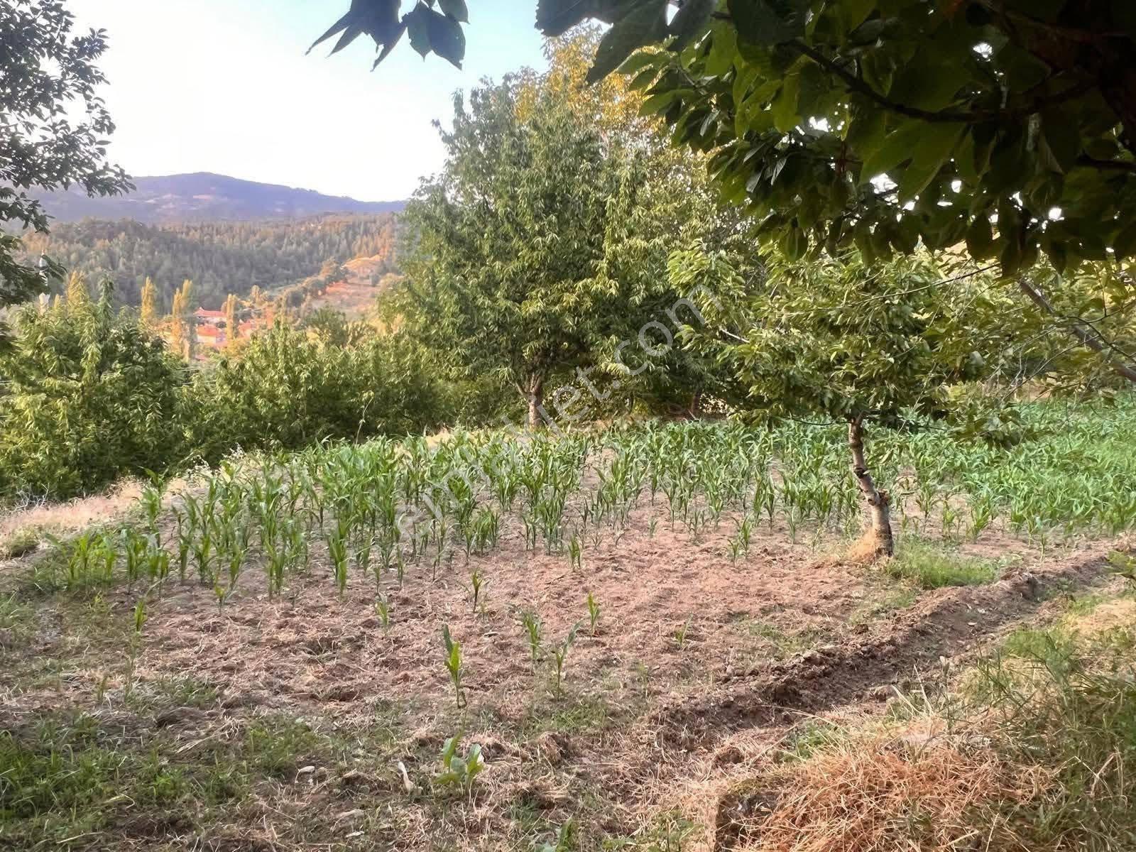 Aydın / Nazilli – Aşağıyakacık Mahallesi’nde Satılık İmarlı Arsa