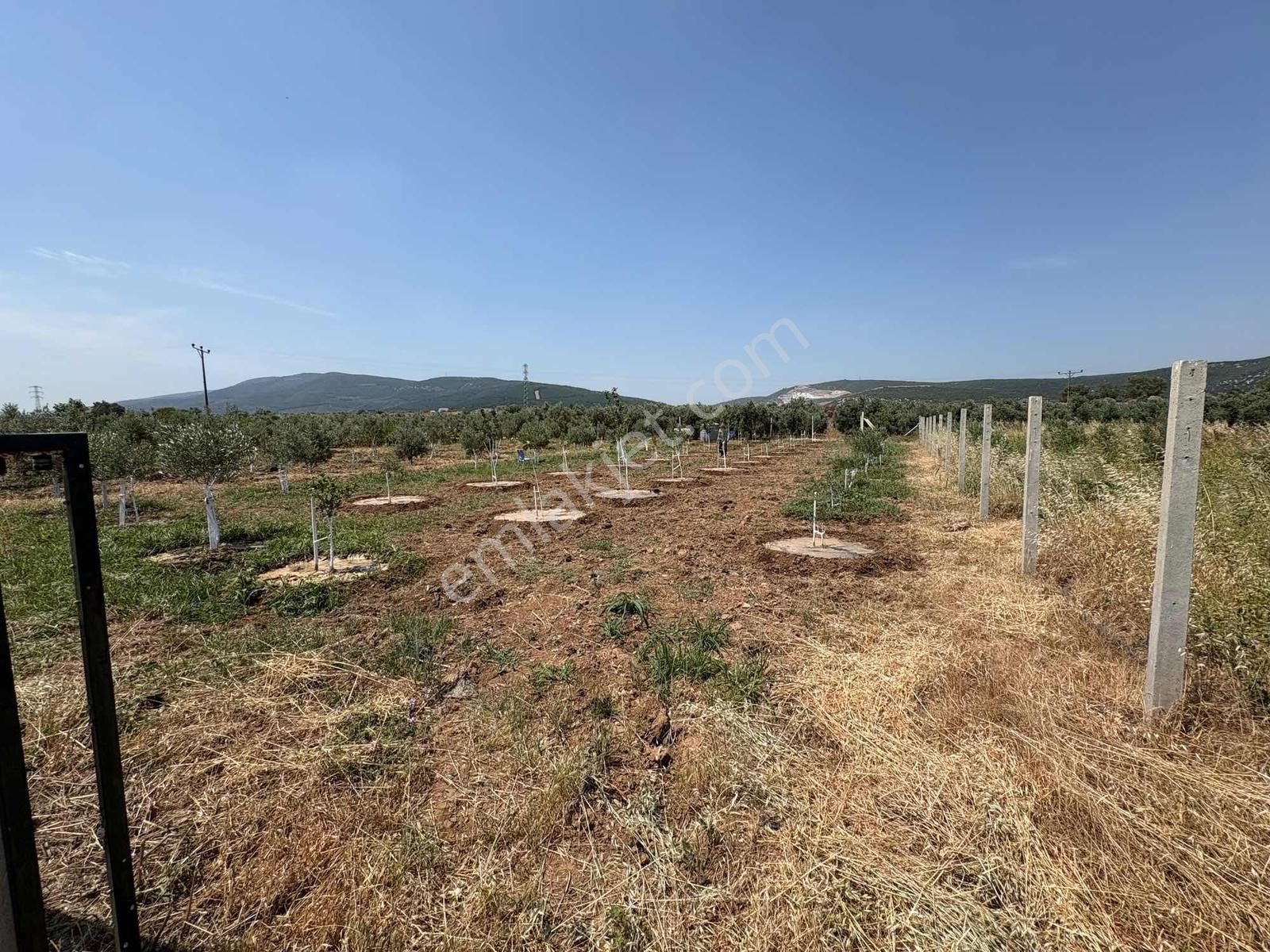 Buket Emlak'tan Satılık Tarla Torbalı Özbey - Görsel 2