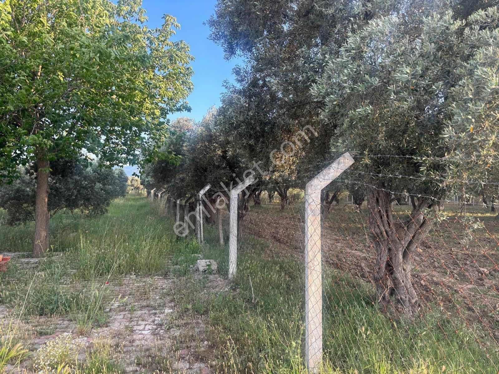 Satılık Bağ Bahçe - Görsel 21
