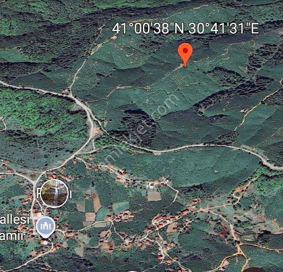 Karasu Paralı'da 7120m2 Fındıklık - Görsel 3