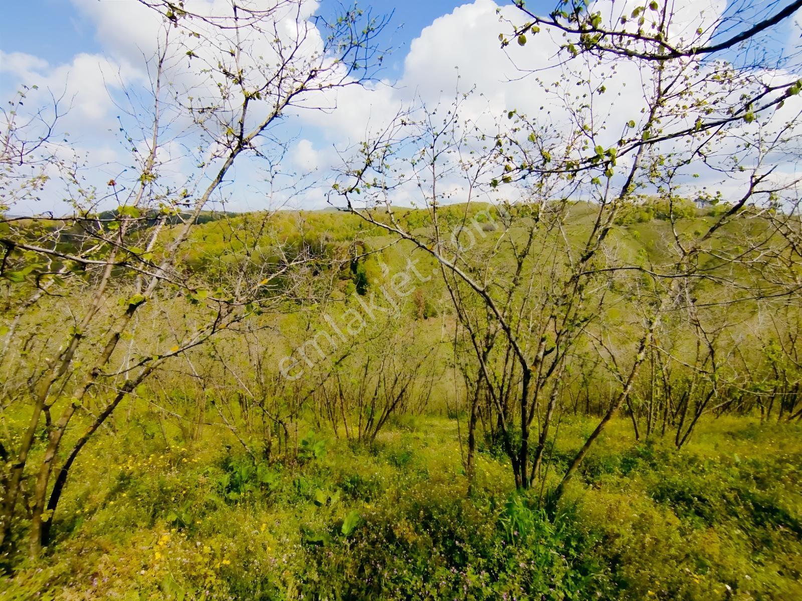 Karasu Paralı'da 7120m2 Fındıklık