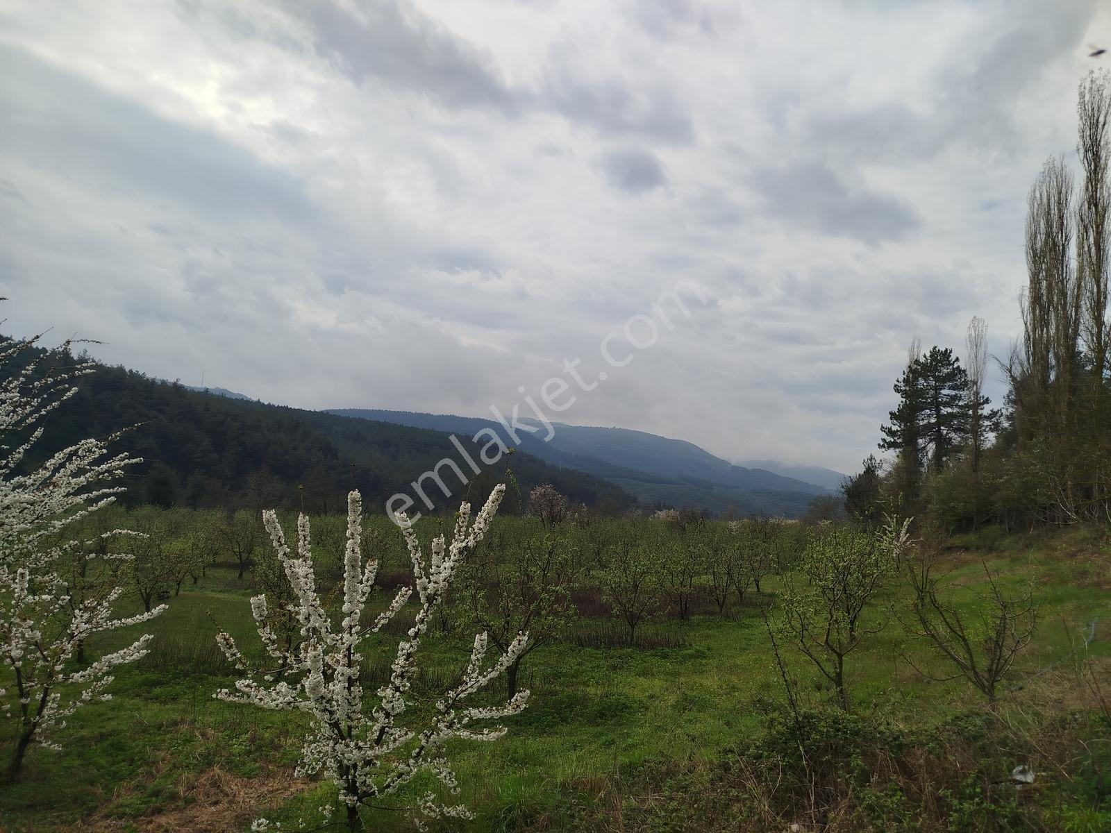Geyve Burhaniye Mahallesinde Asfalt Yol Cepheli Ayva Bahçesi - Görsel 2
