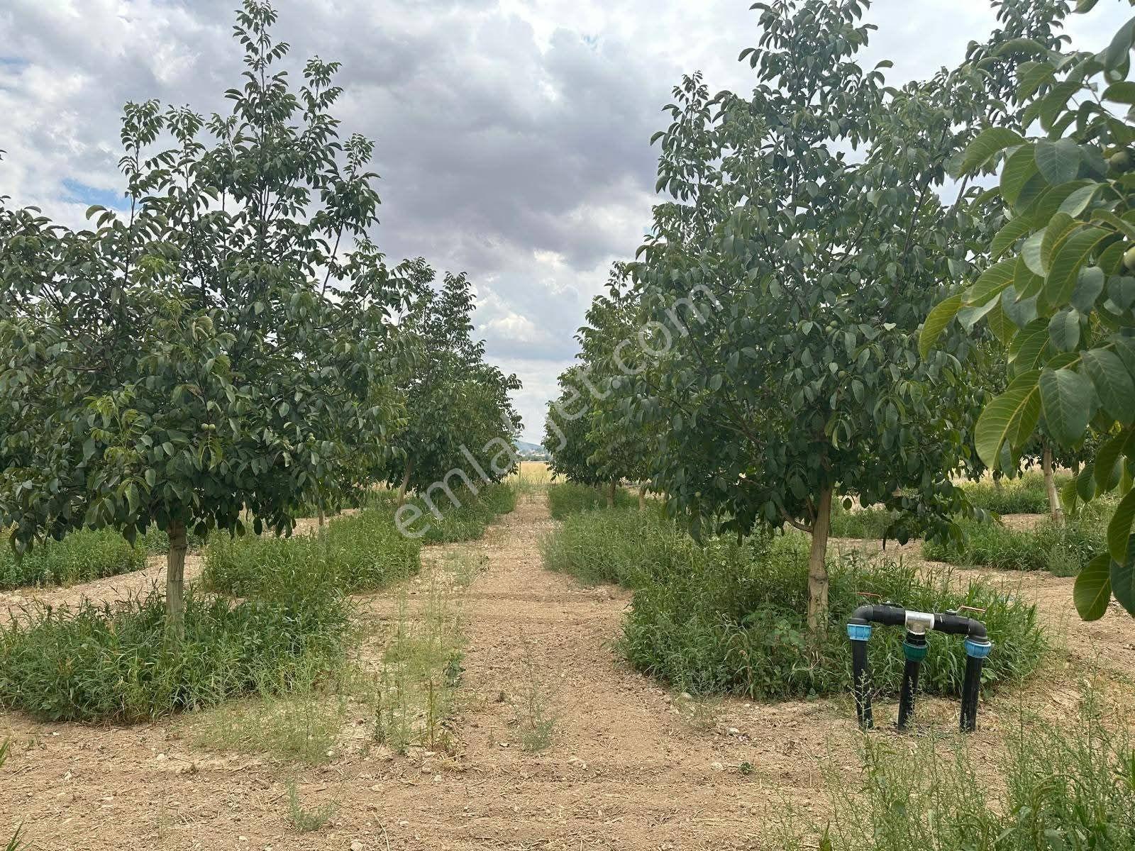 Korkuteli Yelten'de Satılık 5.024m2 Bahçe Kurulu Düzen - Görsel 17