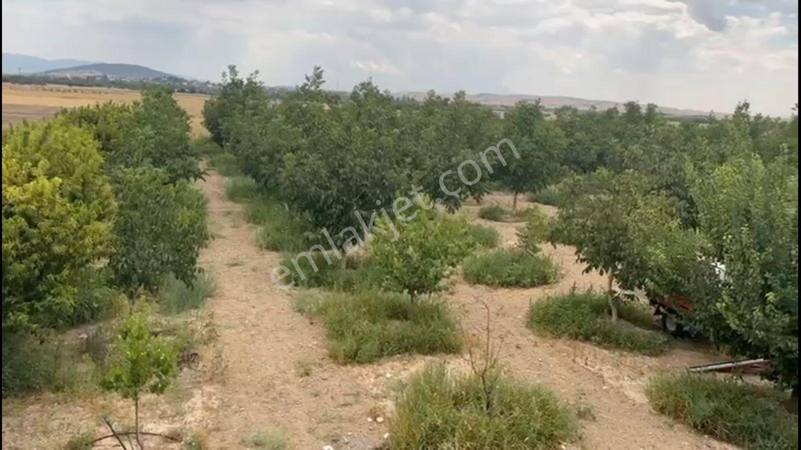 Korkuteli Yelten'de Satılık 5.024m2 Bahçe Kurulu Düzen - Görsel 10