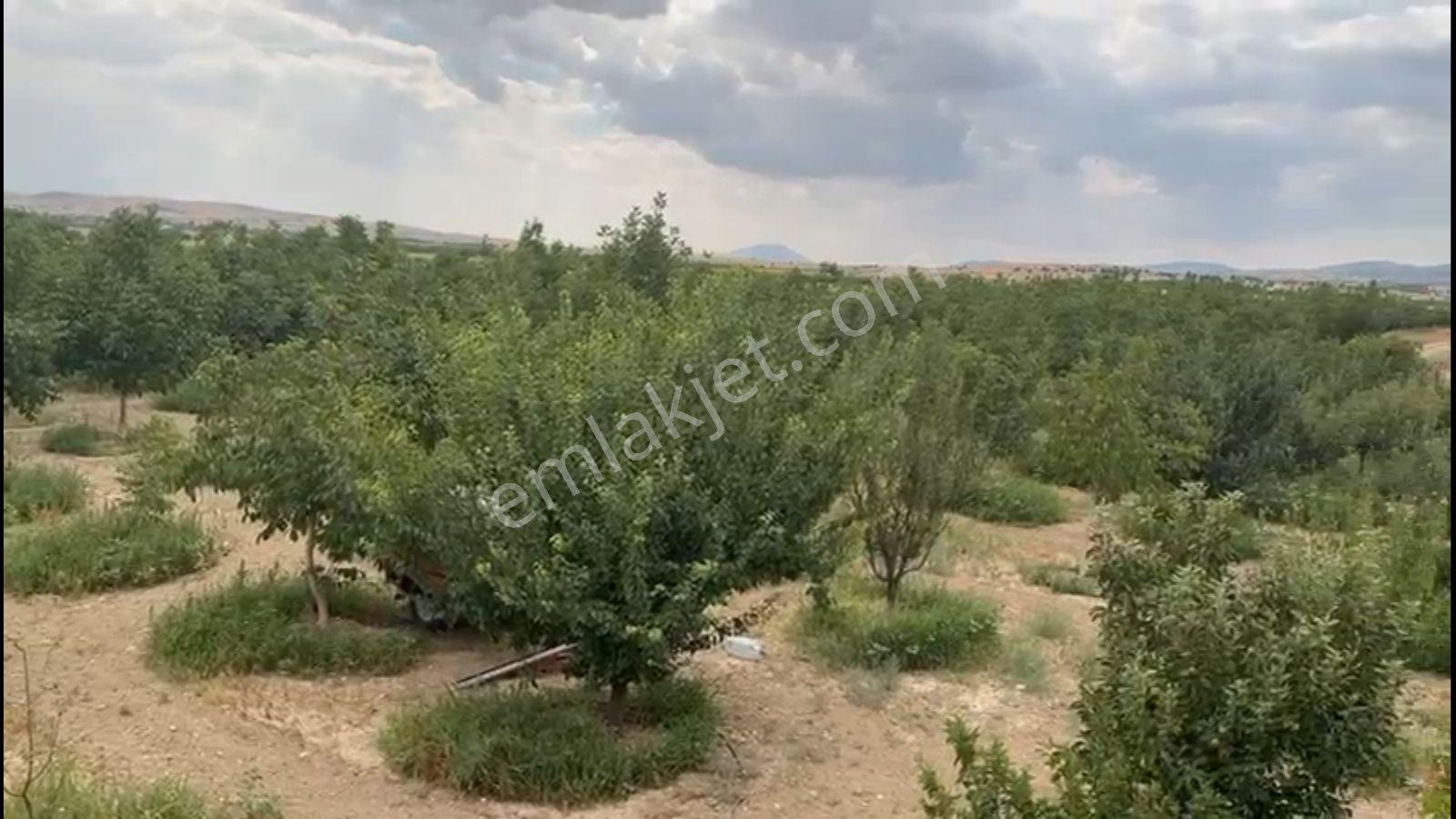 Korkuteli Yelten'de Satılık 5.024m2 Bahçe Kurulu Düzen - Görsel 19