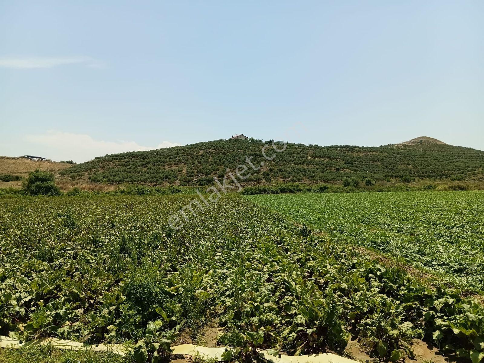 Güneş Gayrmenkulden 17157 M2 Verimli Ovada, Fırsat Tarım Arazisi - Görsel 14