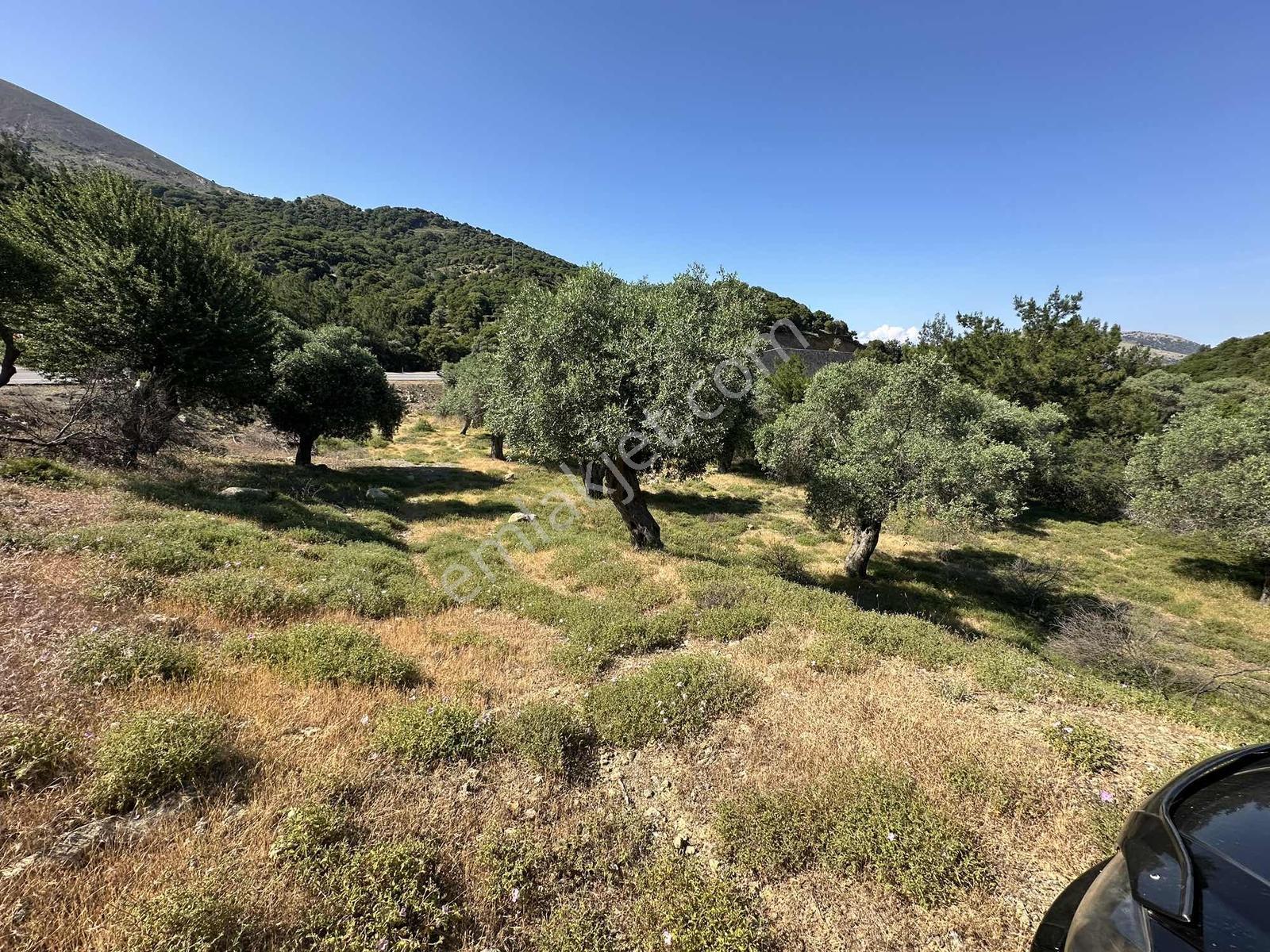İmroz Emlak'tan Asfalt Yola Sıfır 1.680m2 Zeytinlik - Görsel 7
