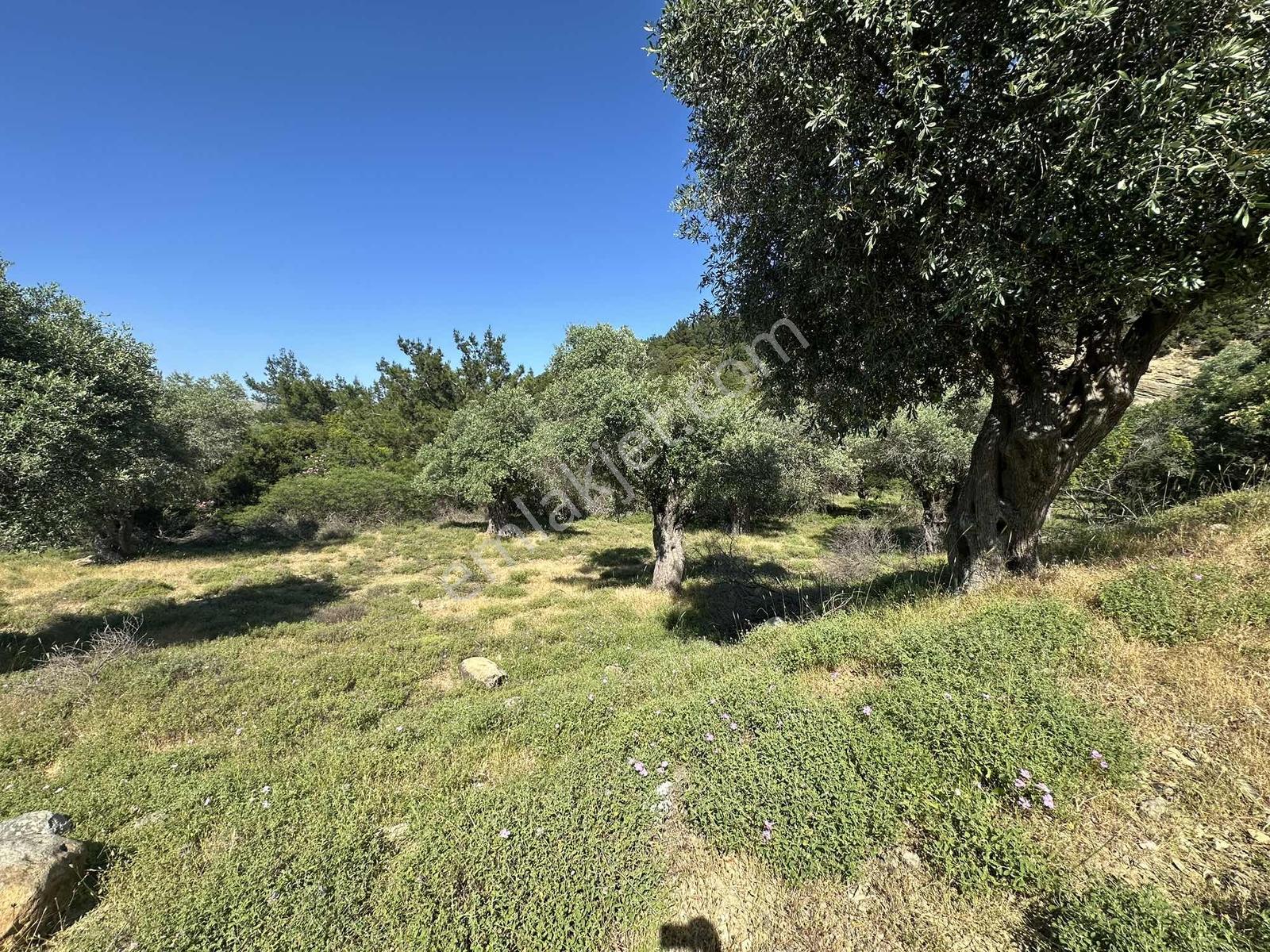 İmroz Emlak'tan Asfalt Yola Sıfır 1.680m2 Zeytinlik - Görsel 15