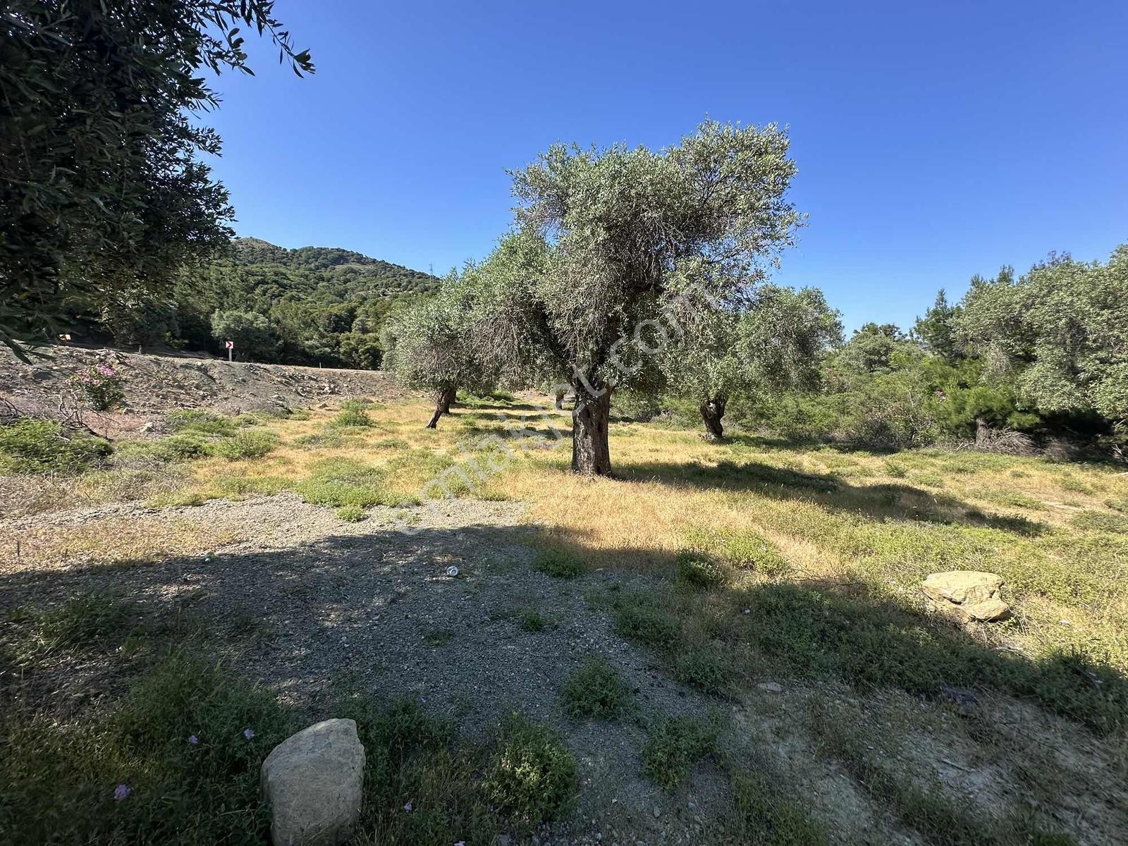 İmroz Emlak'tan Asfalt Yola Sıfır 1.680m2 Zeytinlik - Görsel 16