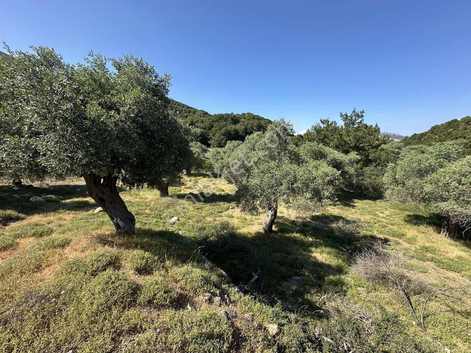 İmroz Emlak'tan Asfalt Yola Sıfır 1.680m2 Zeytinlik - Görsel 3