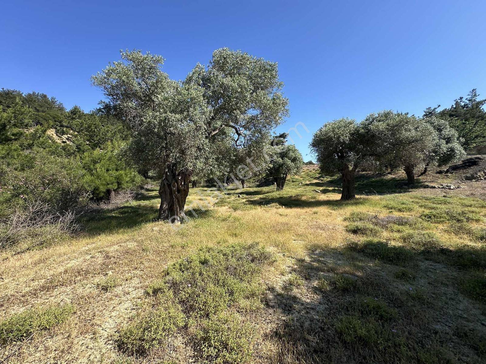 İmroz Emlak'tan Asfalt Yola Sıfır 1.680m2 Zeytinlik - Görsel 11