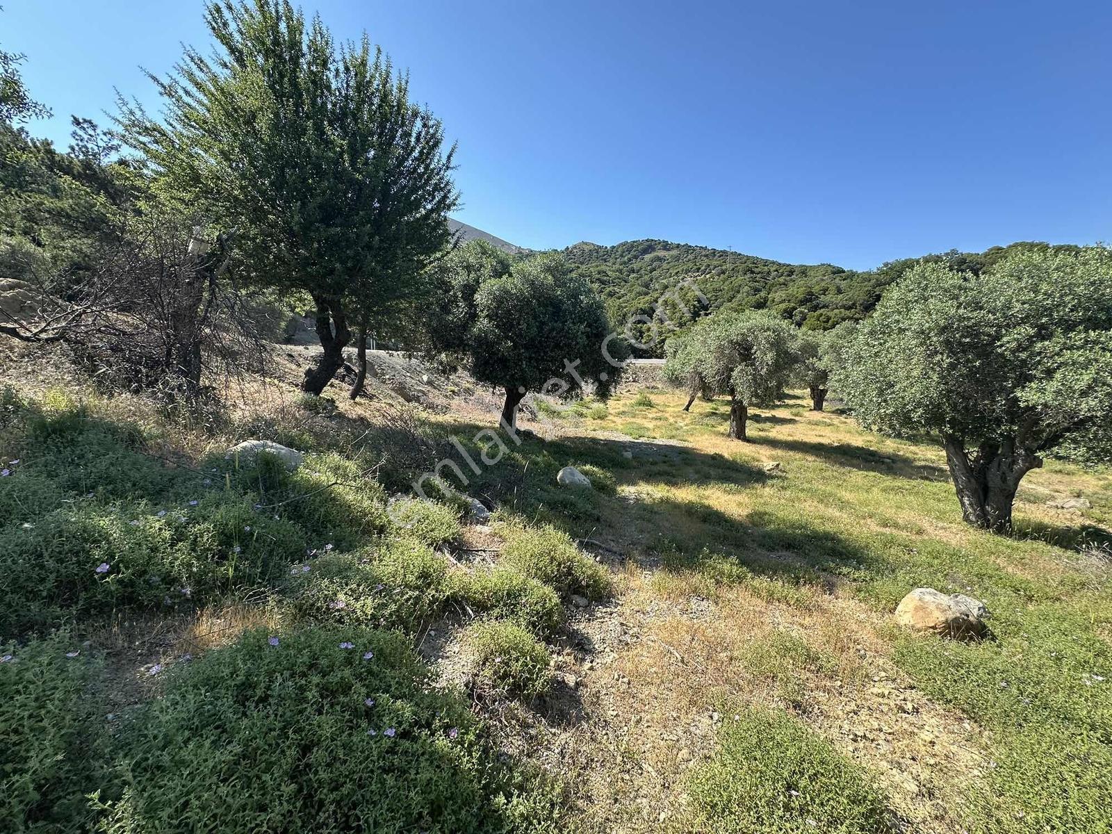 İmroz Emlak'tan Asfalt Yola Sıfır 1.680m2 Zeytinlik - Görsel 14