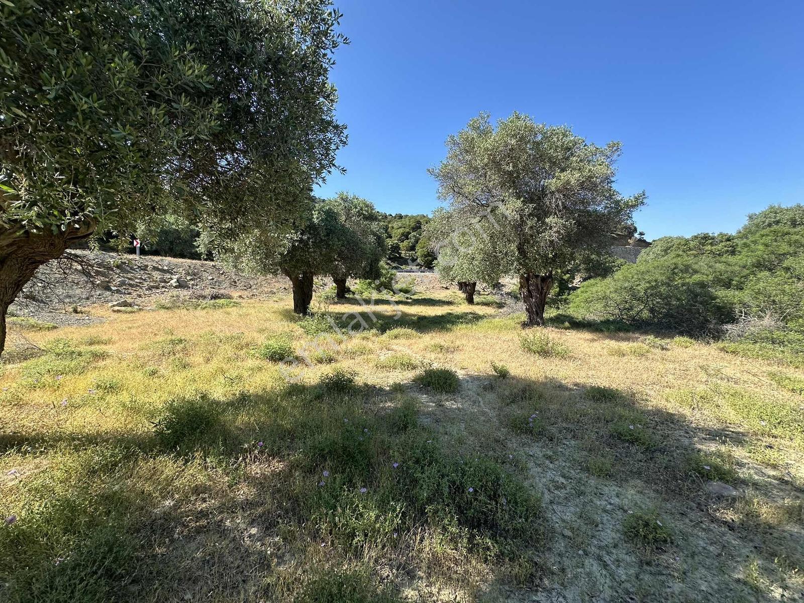 İmroz Emlak'tan Asfalt Yola Sıfır 1.680m2 Zeytinlik - Görsel 4