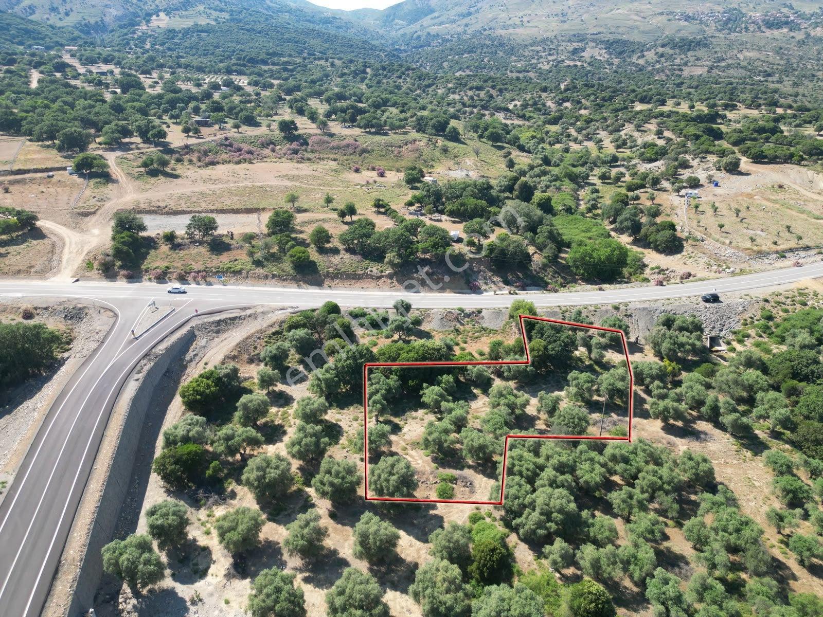 İmroz Emlak'tan Merkeze Yakın Asfalta Sıfır 2.012 M2 Zeytinlik - Görsel 15