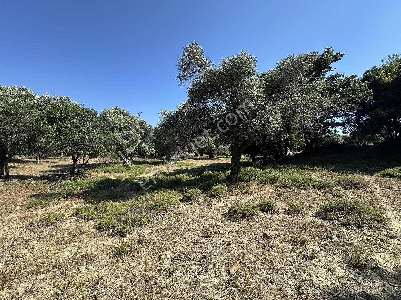 İmroz Emlak'tan Merkeze Yakın Asfalta Sıfır 2.012 M2 Zeytinlik - Görsel 5