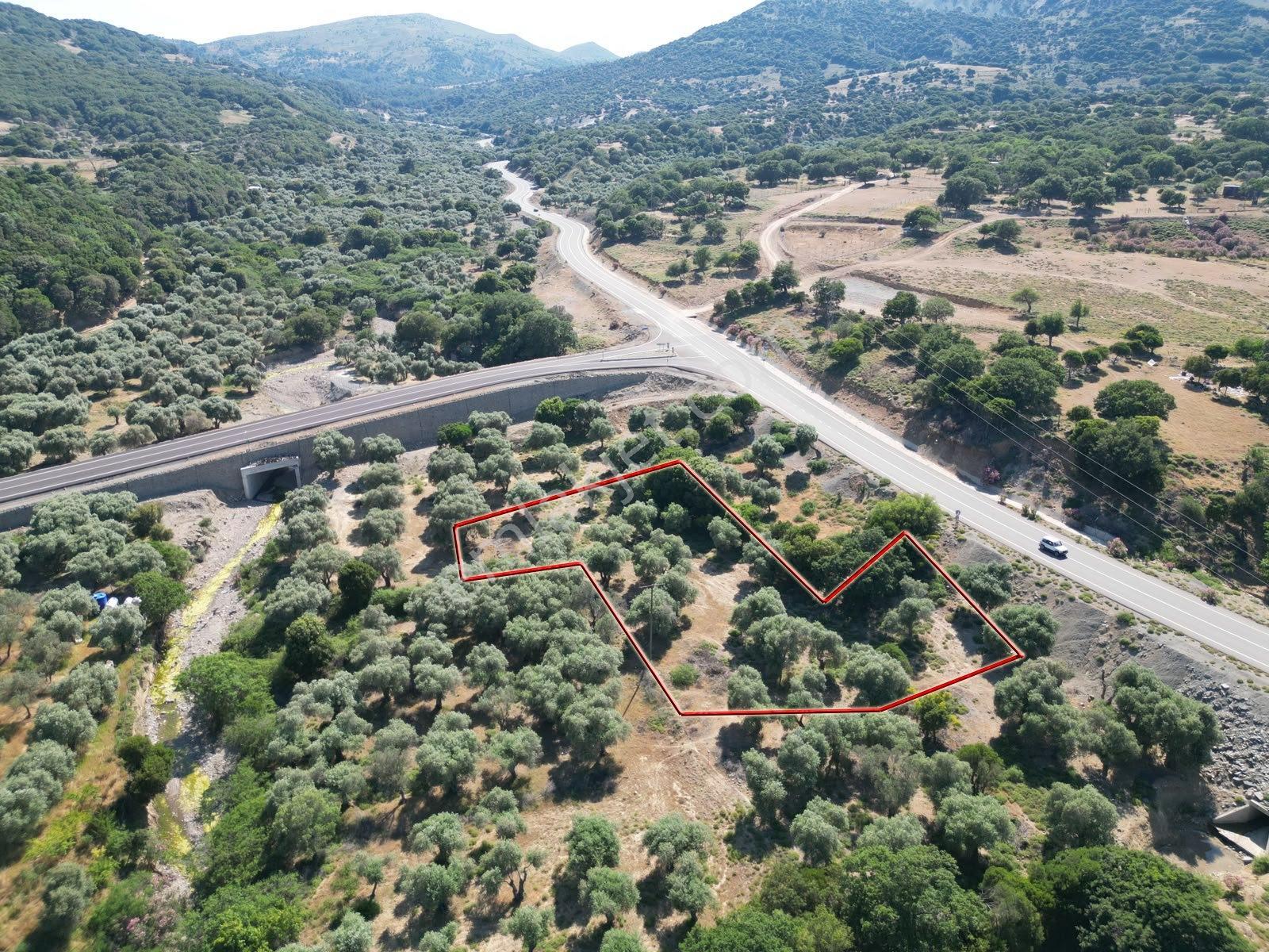 İmroz Emlak'tan Merkeze Yakın Asfalta Sıfır 2.012 M2 Zeytinlik - Görsel 8