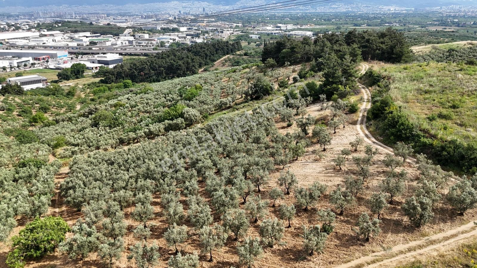Remaxadvantage Ovaakça Merkez Müstakil Tapu 7102m2 Satılık Tarla - Görsel 24
