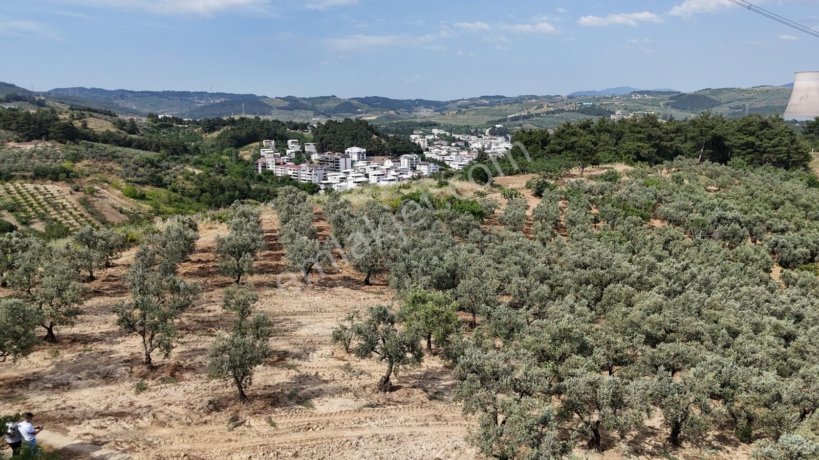 Remaxadvantage Ovaakça Merkez Müstakil Tapu 7102m2 Satılık Tarla - Görsel 32