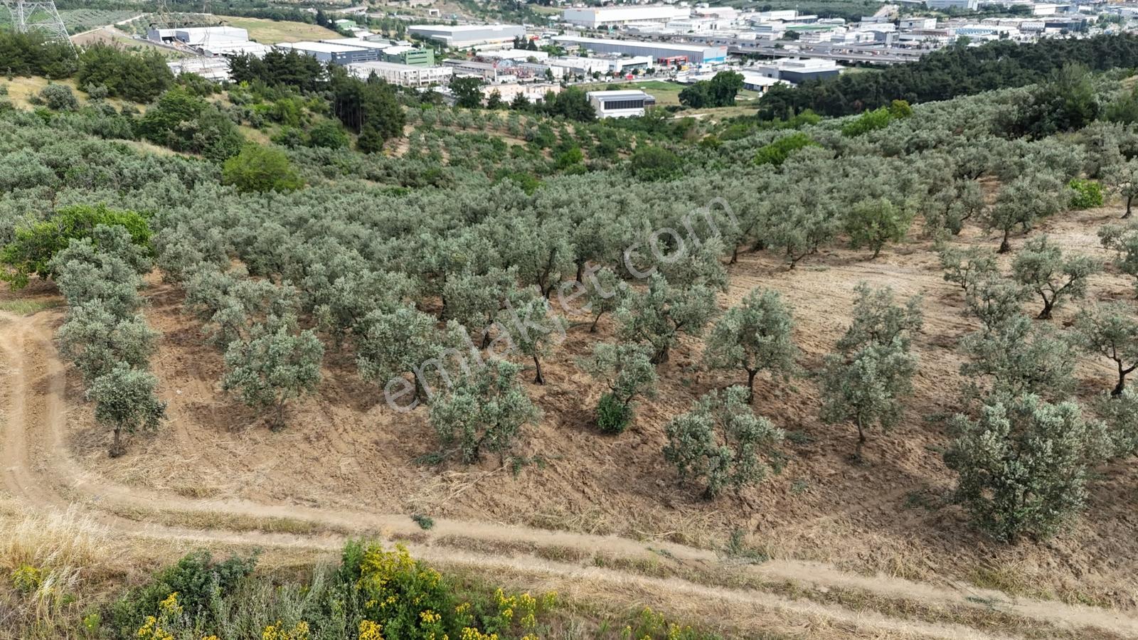 Remaxadvantage Ovaakça Merkez Müstakil Tapu 7102m2 Satılık Tarla - Görsel 9