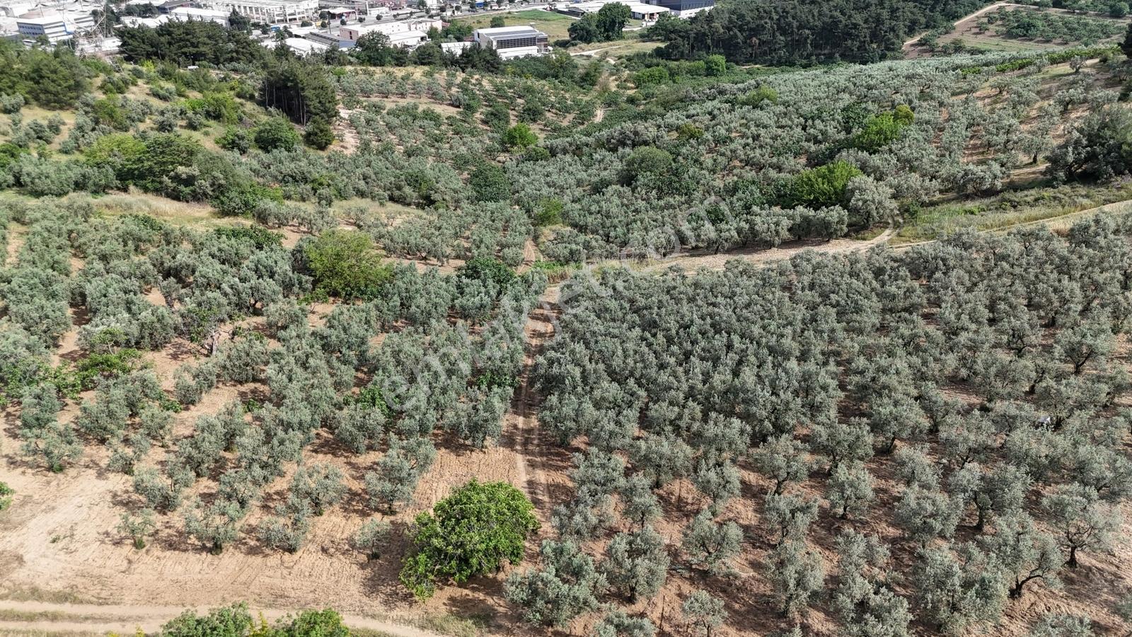 Remaxadvantage Ovaakça Merkez Müstakil Tapu 7102m2 Satılık Tarla - Görsel 23