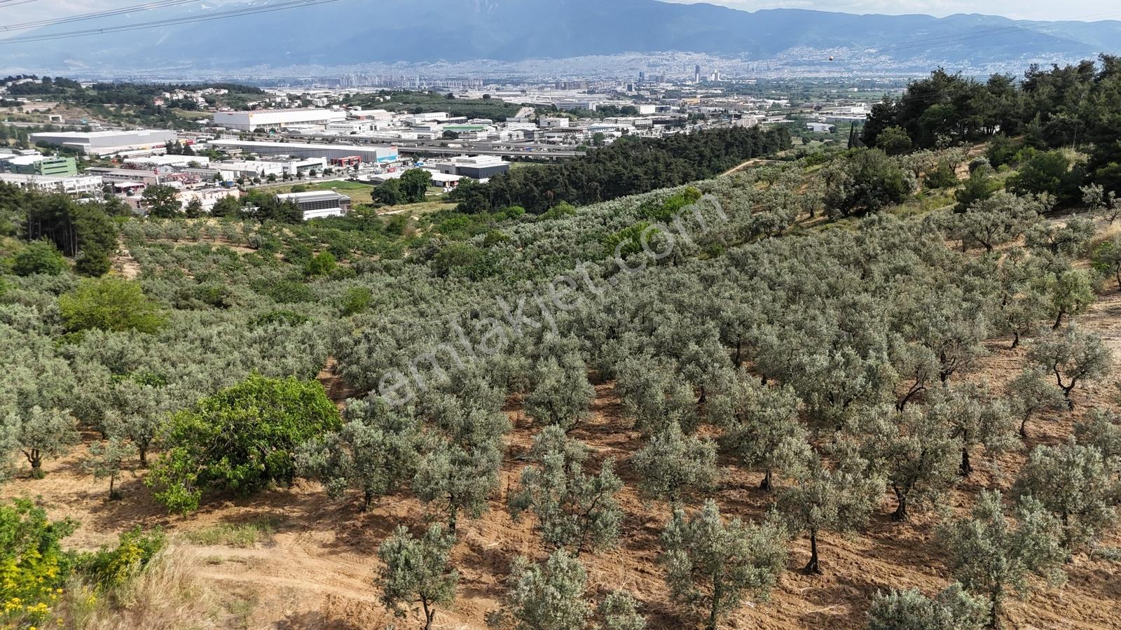 Remaxadvantage Ovaakça Merkez Müstakil Tapu 7102m2 Satılık Tarla - Görsel 20