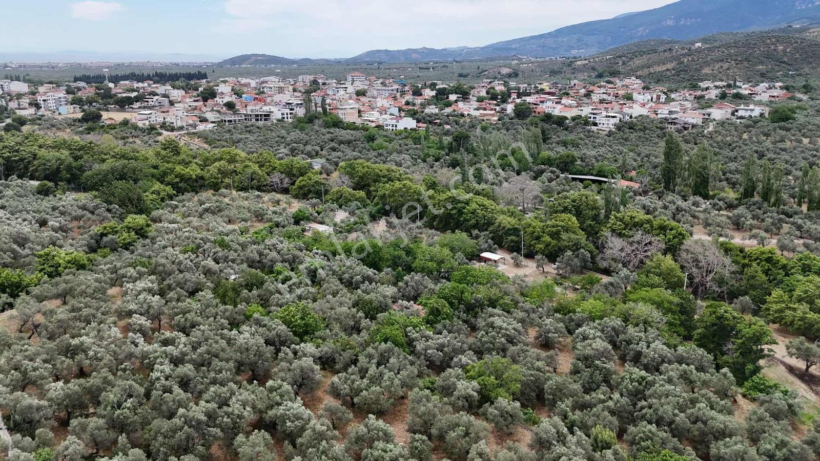 Zeytinli Çay Kenarı İçinde Elk Su Ve Yapı Olan Zeytinlik - Görsel 7