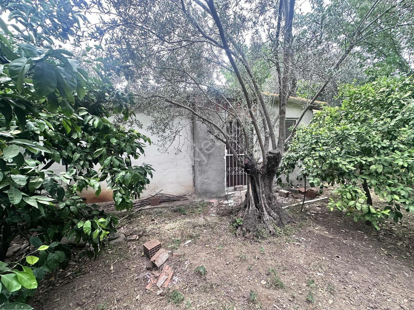 Zeytinli Çay Kenarı İçinde Elk Su Ve Yapı Olan Zeytinlik