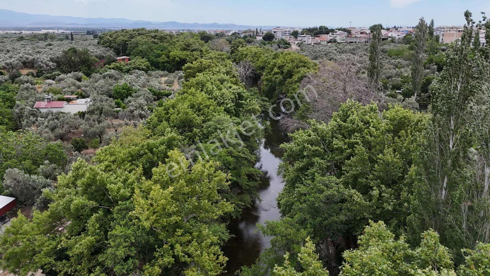 Zeytinli Çay Kenarı İçinde Elk Su Ve Yapı Olan Zeytinlik - Görsel 35
