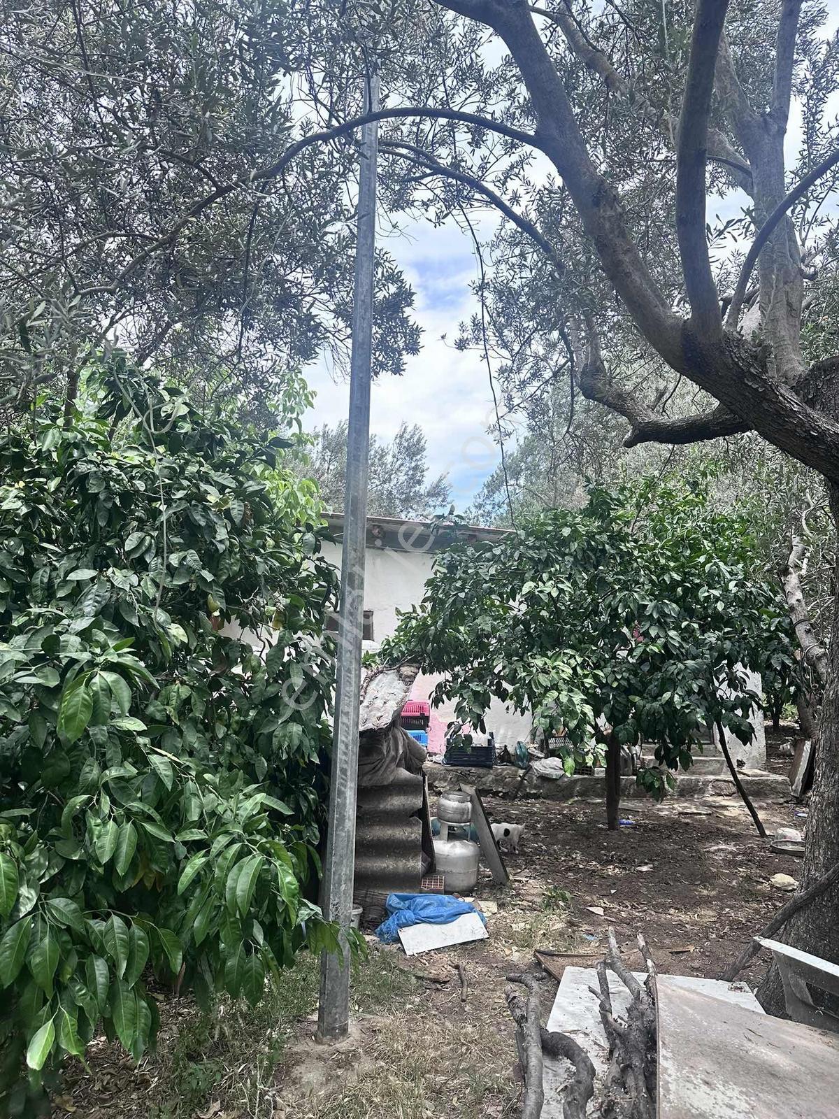 Zeytinli Çay Kenarı İçinde Elk Su Ve Yapı Olan Zeytinlik - Görsel 13