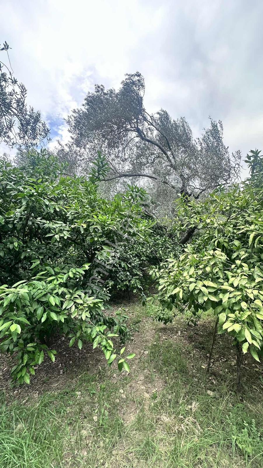 Zeytinli Çay Kenarı İçinde Elk Su Ve Yapı Olan Zeytinlik - Görsel 9
