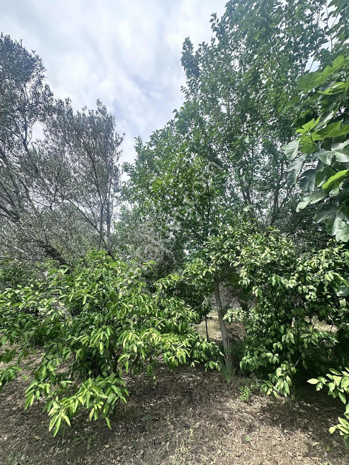 Zeytinli Çay Kenarı İçinde Elk Su Ve Yapı Olan Zeytinlik - Görsel 32