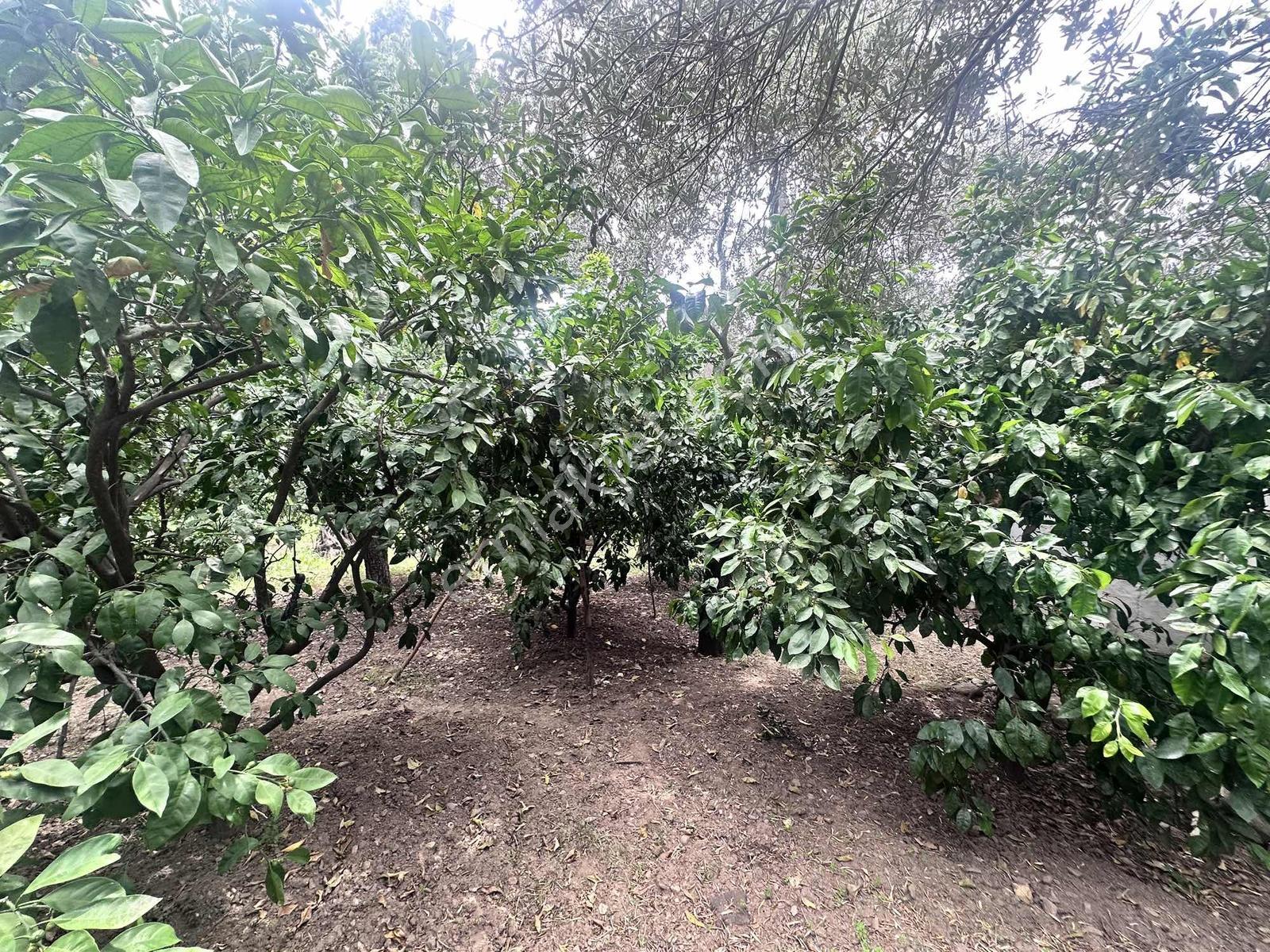 Zeytinli Çay Kenarı İçinde Elk Su Ve Yapı Olan Zeytinlik - Görsel 14