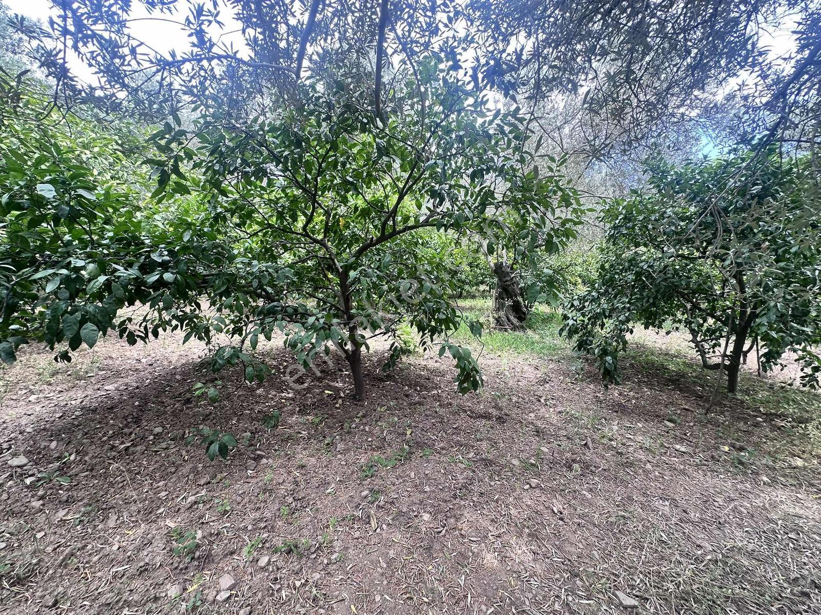 Zeytinli Çay Kenarı İçinde Elk Su Ve Yapı Olan Zeytinlik - Görsel 25