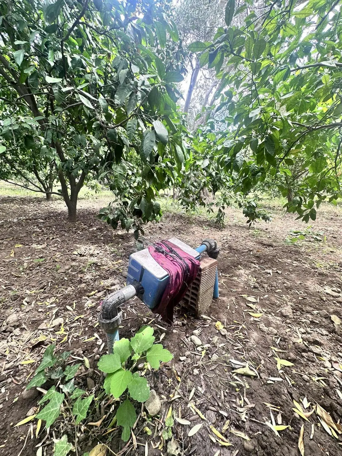 Zeytinli Çay Kenarı İçinde Elk Su Ve Yapı Olan Zeytinlik - Görsel 5