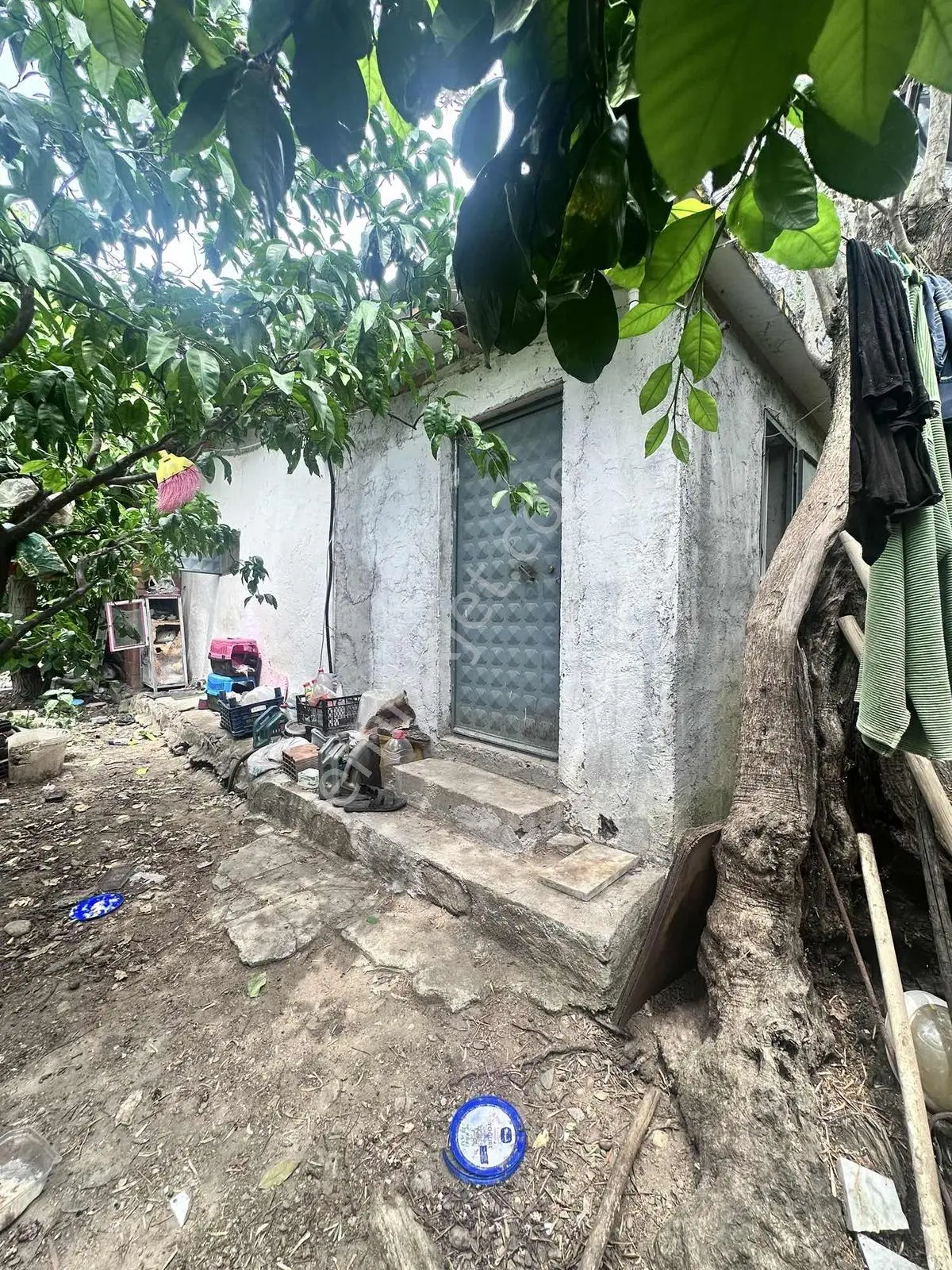 Zeytinli Çay Kenarı İçinde Elk Su Ve Yapı Olan Zeytinlik - Görsel 3