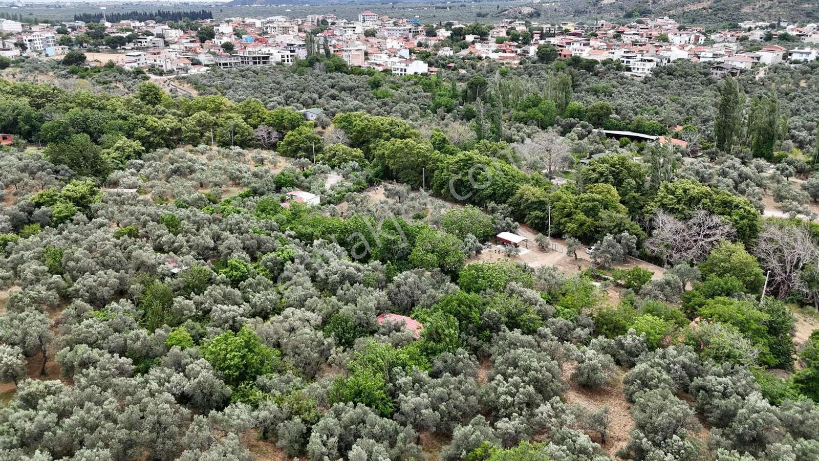 Zeytinli Çay Kenarı İçinde Elk Su Ve Yapı Olan Zeytinlik - Görsel 8