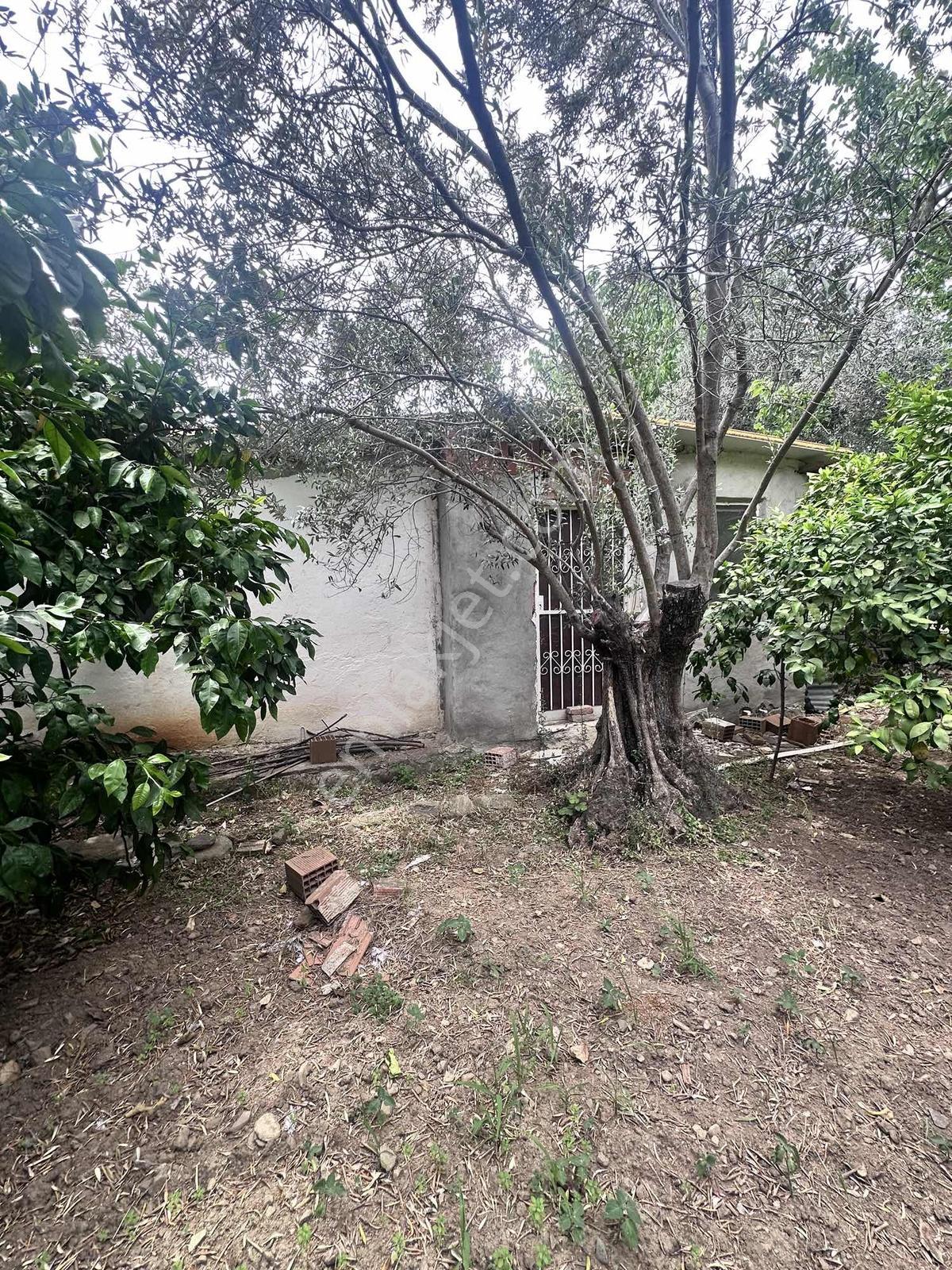 Zeytinli Çay Kenarı İçinde Elk Su Ve Yapı Olan Zeytinlik - Görsel 34