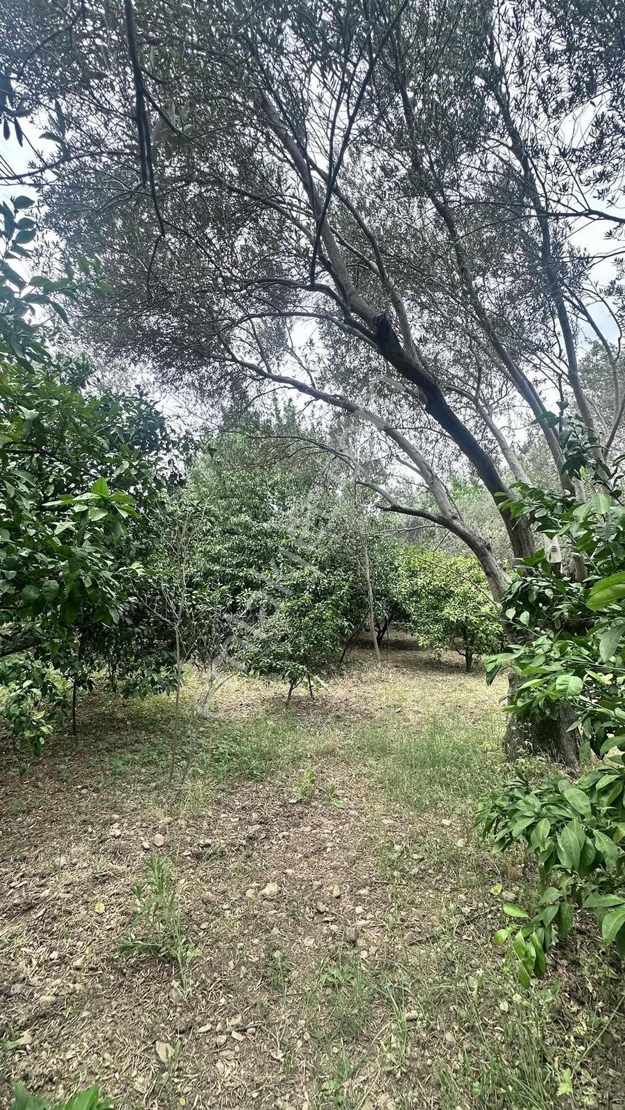 Zeytinli Çay Kenarı İçinde Elk Su Ve Yapı Olan Zeytinlik - Görsel 31