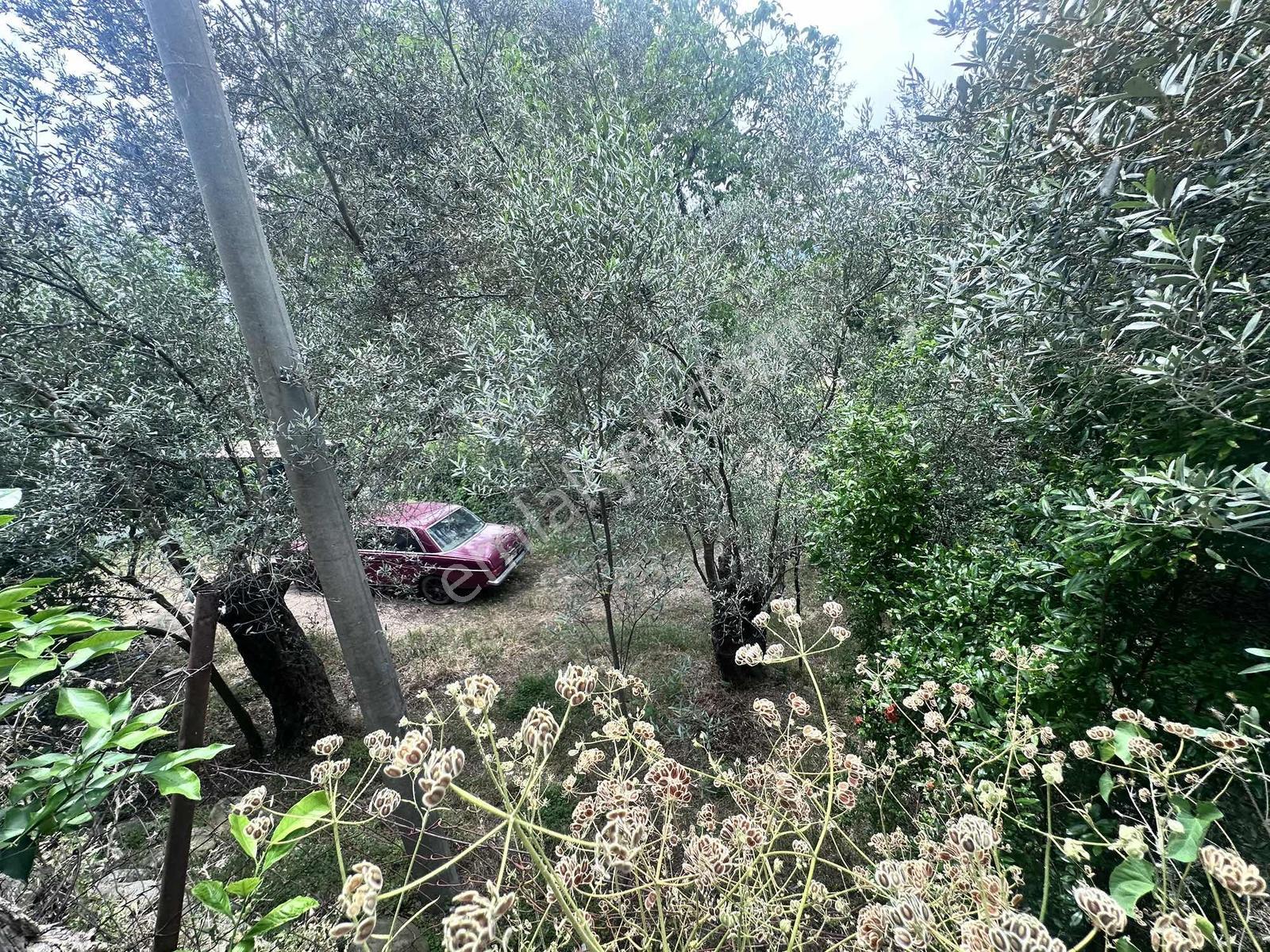 Zeytinli Çay Kenarı İçinde Elk Su Ve Yapı Olan Zeytinlik - Görsel 2