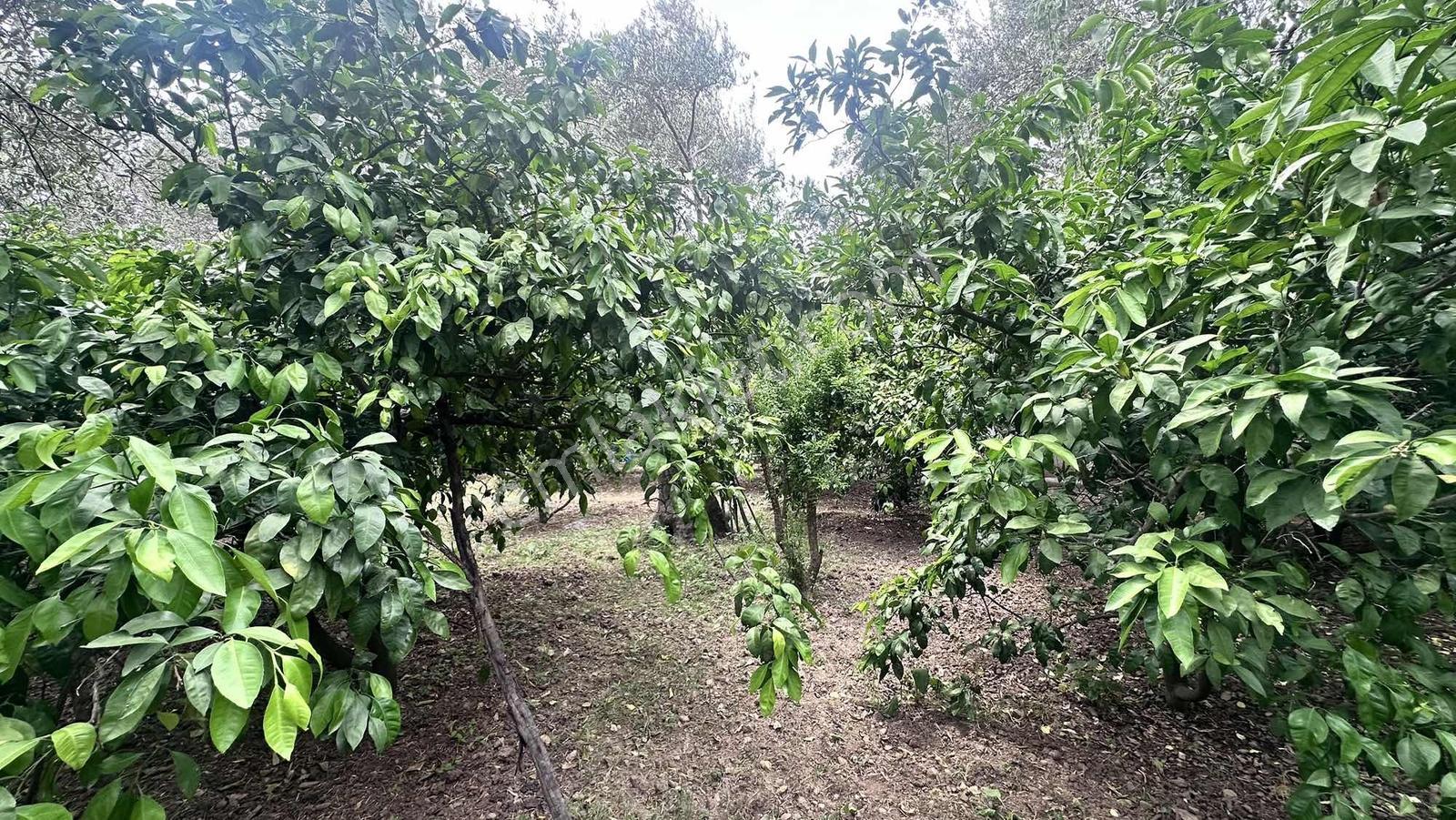 Zeytinli Çay Kenarı İçinde Elk Su Ve Yapı Olan Zeytinlik - Görsel 12